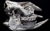 Nashornfossil